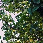 Oraia Verga Kalamata