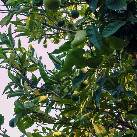 Oraia Verga Kalamata