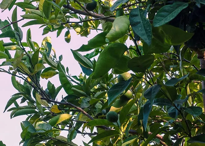 Oraia Verga Kalamáta